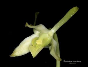 Dendrobium taurulinum