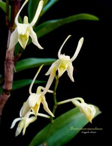 Dendrobium taurulinum