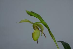 Phragmipedium longifolium