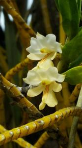 Dendrobium uniflorum