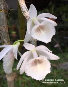 Dendrobium polyanthum