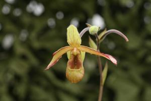 Phragmipedium lindleyanum