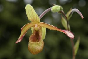 Phragmipedium lindleyanum