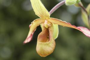 Phragmipedium lindleyanum