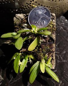 Chamaeanthus brachystachys