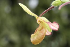 Phragmipedium lindleyanum