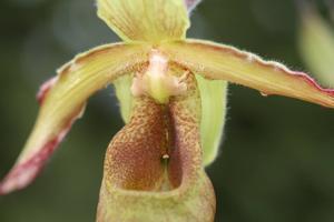 Phragmipedium lindleyanum