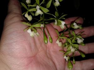 Epidendrum paniculatum
