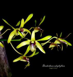 Dendrobium calophyllum