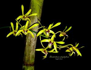 Dendrobium calophyllum