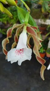 Trichopilia tortilis