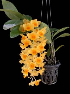 Dendrobium guibertii