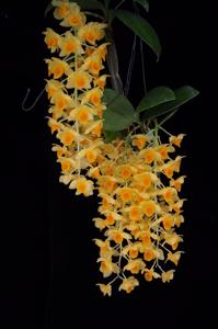 Dendrobium guibertii