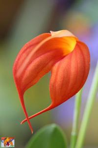 Masdevallia ignea