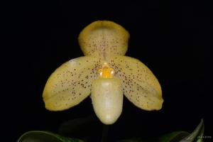 Paphiopedilum concolor