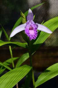 Sobralia rosea