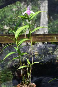 Sobralia rosea