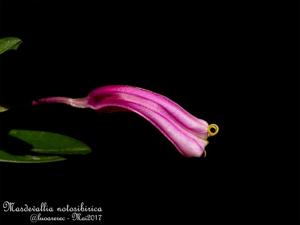 Masdevallia notosibirica