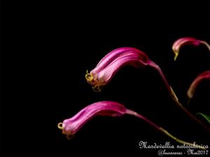 Masdevallia notosibirica