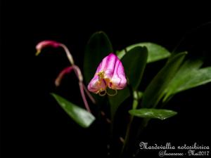 Masdevallia notosibirica