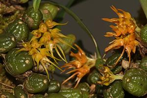 Bulbophyllum sutepense