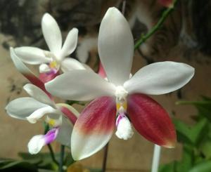 Phalaenopsis tetraspis