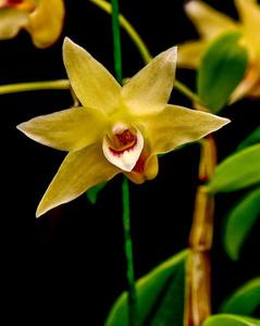 Dendrobium moniliforme