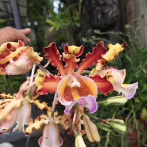 Myrmecophila christinae