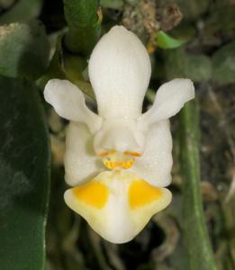 Phalaenopsis gibbosa