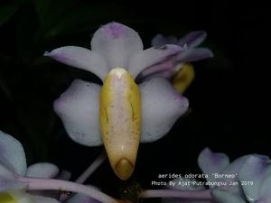 Aerides odorata