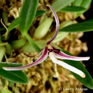 Bulbophyllum dolichoglottis