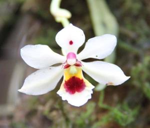 Trichocentrum longicalcaratum