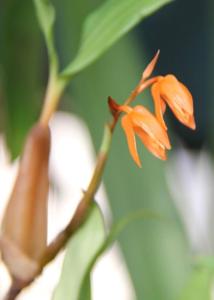 Coelogyne miniata