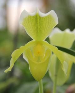 Paphiopedilum insigne