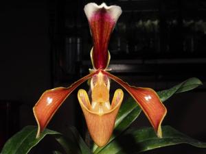 Paphiopedilum villosum