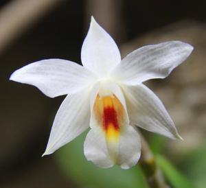 Dendrobium christyanum