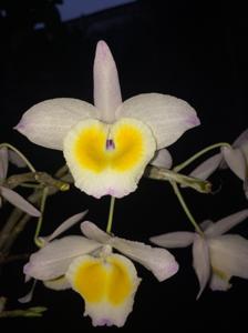 Dendrobium gratiosissimum