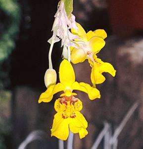 Lockhartia oerstedii