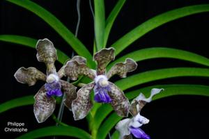 Vanda tessellata