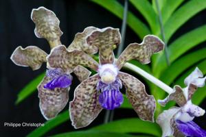 Vanda tessellata