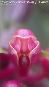 Robiquetia cerina