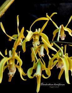 Dendrobium hamiferum