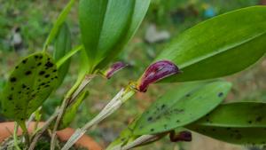 Zootrophion atropurpureum