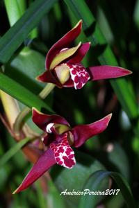 Maxillaria tenuifolia