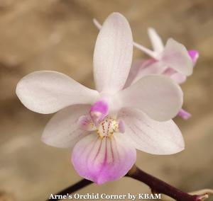 Phalaenopsis lindenii