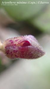 Acianthera minima
