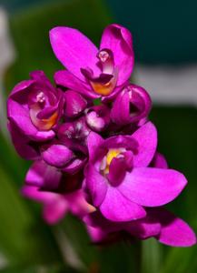 Spathoglottis unguiculata