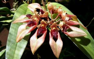 Bulbophyllum annandalei