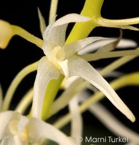 Bulbophyllum compressum