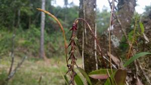 Bulbophyllum atropurpureum
